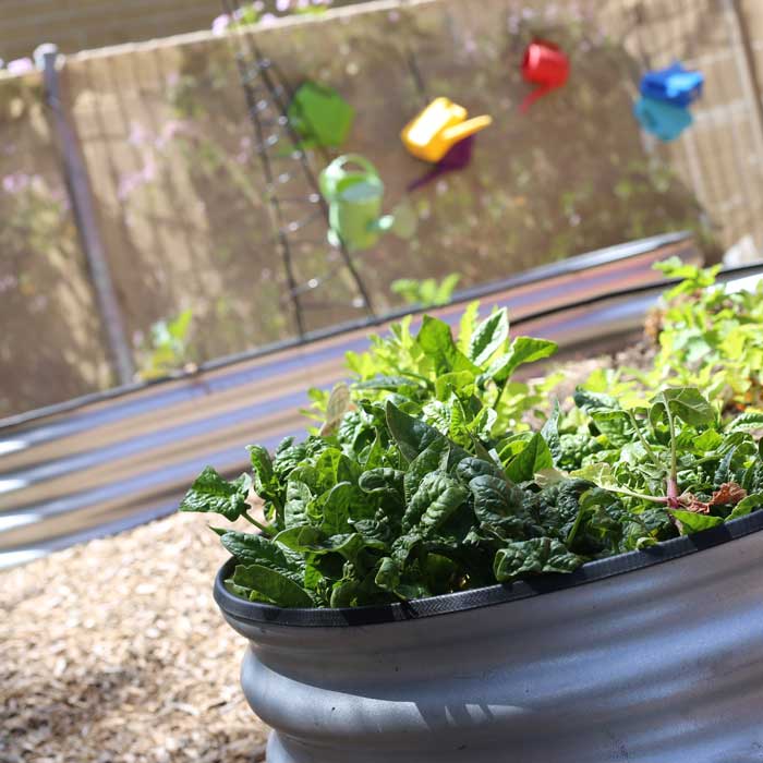 rye-preschool-garden